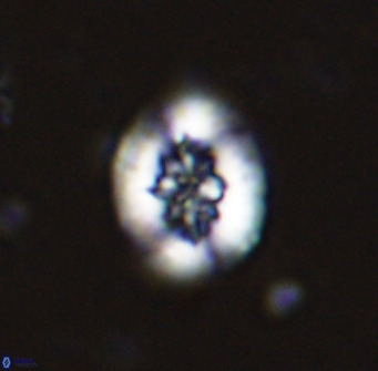 Retecapsa sinuosa 34522