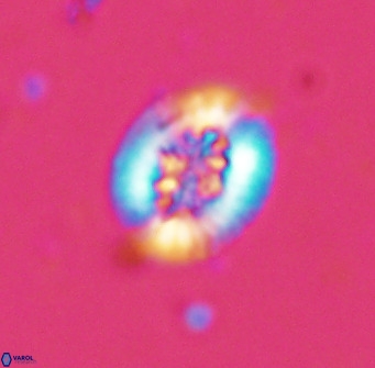 Retecapsa sinuosa 34524