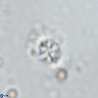 Retecapsa sinuosa 34527