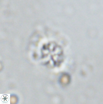 Retecapsa sinuosa 34527