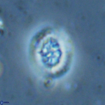 Retecapsa sinuosa 34530