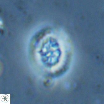 Retecapsa sinuosa 34530
