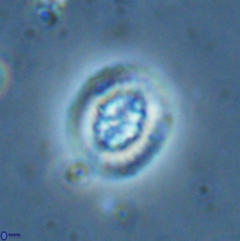 Retecapsa sinuosa 34532