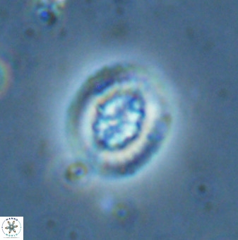 Retecapsa sinuosa 34532