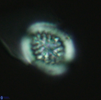 Retecapsa surirella 3948