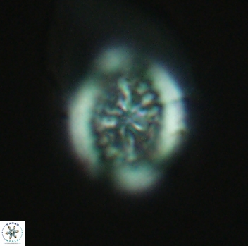 Retecapsa surirella 3951