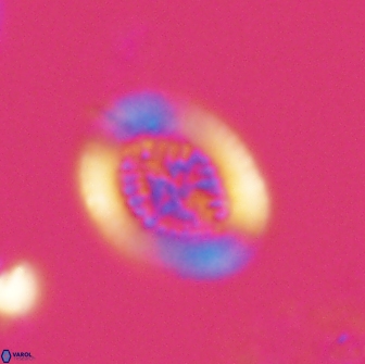 Retecapsa pentalateralis 16661