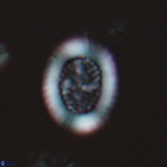 Retecapsa pentalateralis 16662