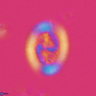 Retecapsa pentalateralis 16663