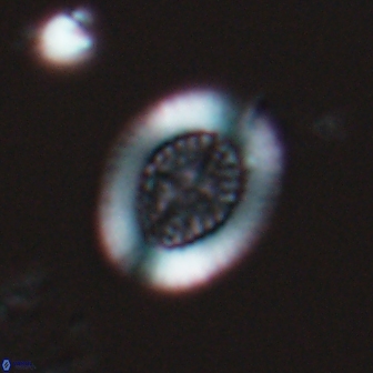 Retecapsa pentalateralis 16664