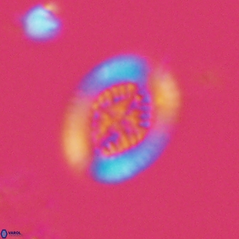 Retecapsa pentalateralis 16665