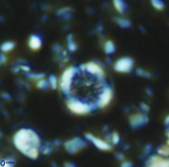 Retecapsa rotunda 6308