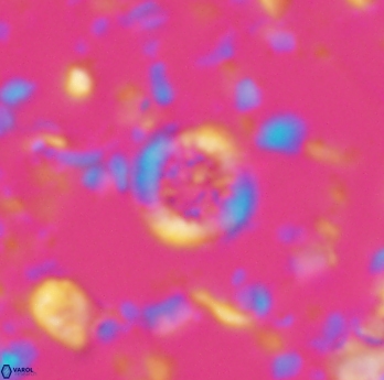 Retecapsa rotunda 6309