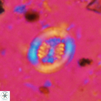 Retecapsa tetralateralis 37642
