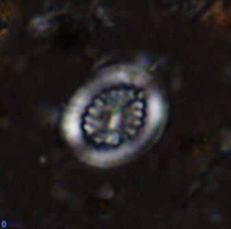 Retecapsa tetralateralis 37643