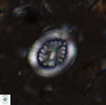 Retecapsa tetralateralis 37643