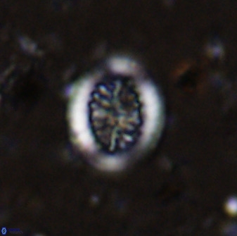 Retecapsa tetralateralis 37644