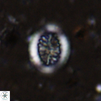 Retecapsa tetralateralis 37644