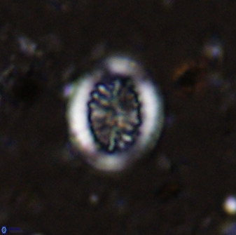 Retecapsa tetralateralis 37645