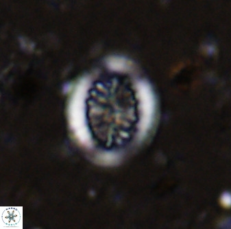 Retecapsa tetralateralis 37645