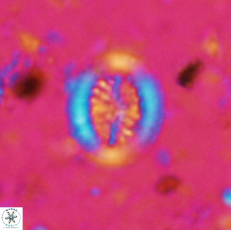 Retecapsa tetralateralis 37646