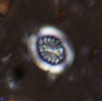 Retecapsa tetralateralis 37647