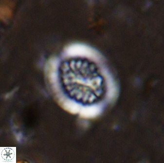 Retecapsa tetralateralis 37647