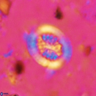 Retecapsa tetralateralis 37648