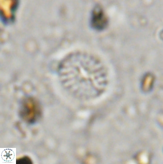 Retecapsa tetralateralis 37649