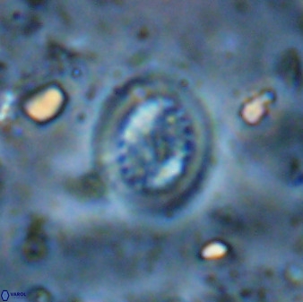 Retecapsa tetralateralis 37652