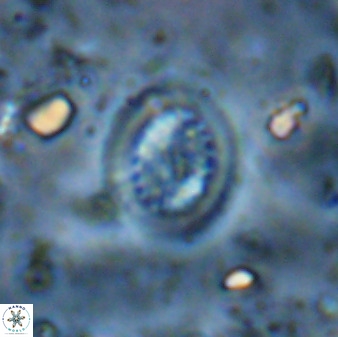Retecapsa tetralateralis 37652