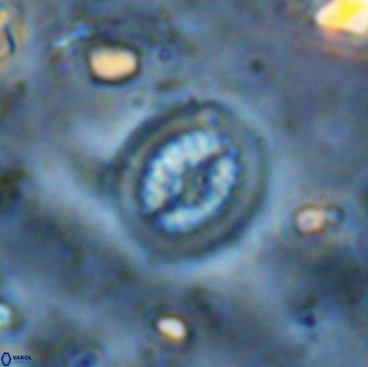 Retecapsa tetralateralis 37653