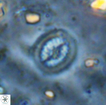 Retecapsa tetralateralis 37653