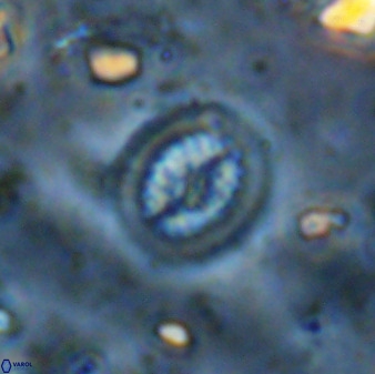 Retecapsa tetralateralis 37654