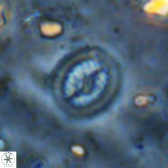 Retecapsa tetralateralis 37654