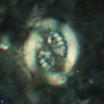 Retecapsa tetralateralis 6185