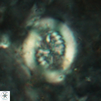 Retecapsa tetralateralis 6185