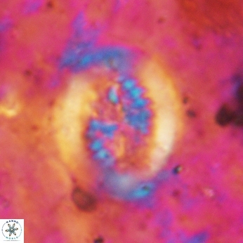 Retecapsa tetralateralis 6186
