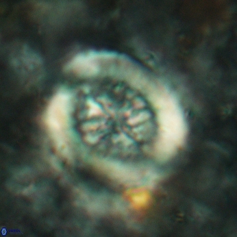 Retecapsa tetralateralis 6187