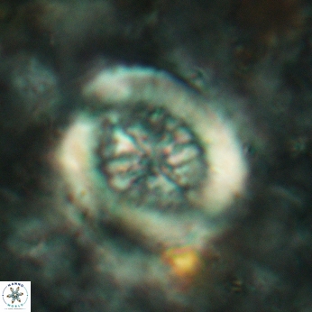 Retecapsa tetralateralis 6187