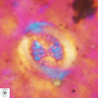 Retecapsa tetralateralis 6188