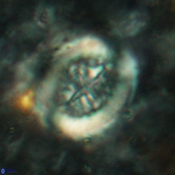 Retecapsa tetralateralis 6189