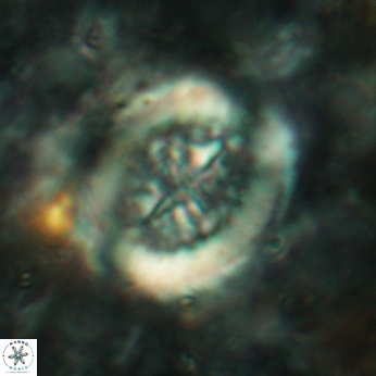 Retecapsa tetralateralis 6189