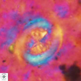 Retecapsa tetralateralis 6190
