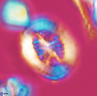 Retecapsa tetralateralis 8306