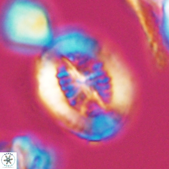 Retecapsa tetralateralis 8306