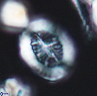 Retecapsa tetralateralis 8307