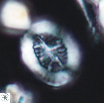 Retecapsa tetralateralis 8307