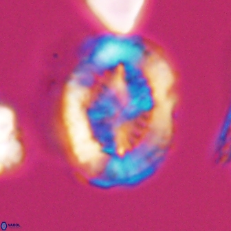 Retecapsa tetralateralis 8308