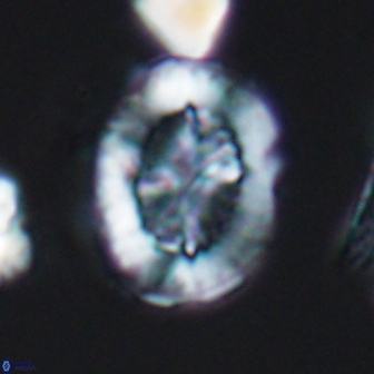 Retecapsa tetralateralis 8309